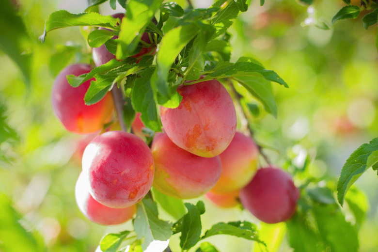 PRUNUS<br /><span>Prun Japonez</span>
