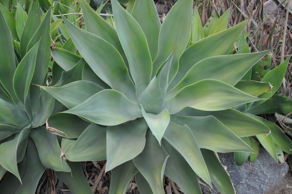 AGAVE