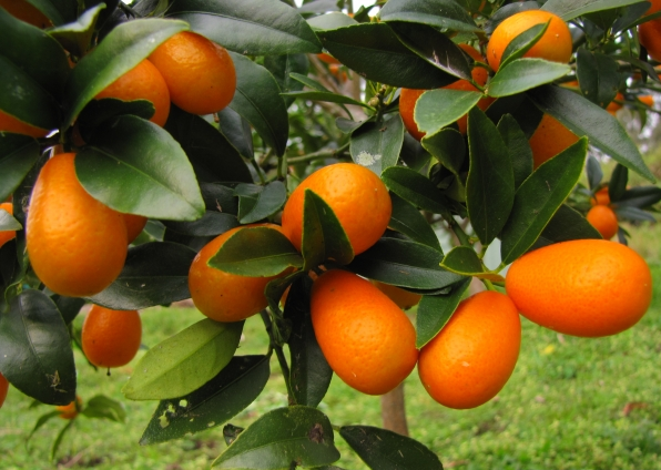 CITRUS, FORTUNELLA<br /><span>Kumquat</span>