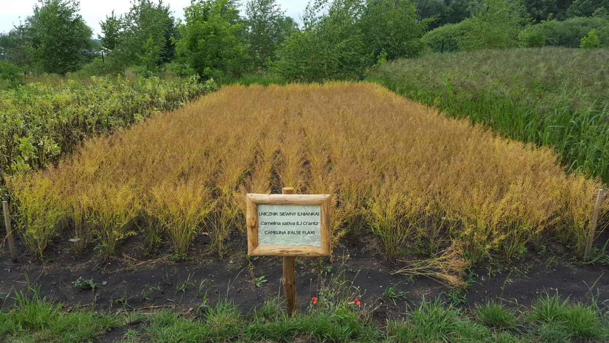CAMELINA