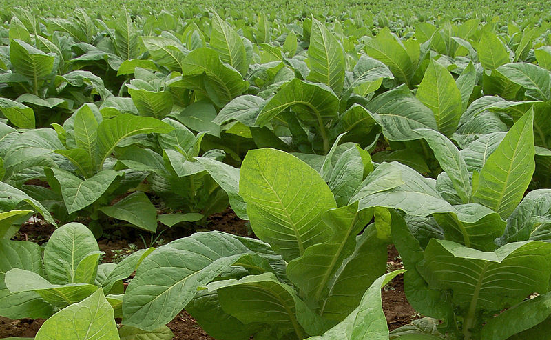 NICOTIANA<br /><span>Tutun</span>
