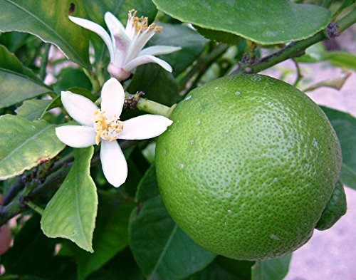 CITRUS<br /><span>Limetă Dulce</span>