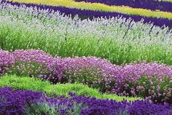 SUBSHRUBS