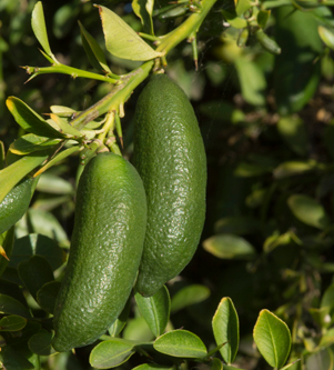 CITRUS<br /><span>Citrice Australiene Și Papuane</span>