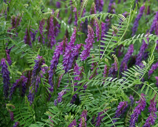VICIA<br /><span>Cow Vetch</span>