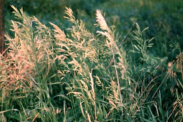 Bromegrass