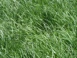 FESTUCA<br /><span>Fescue</span>