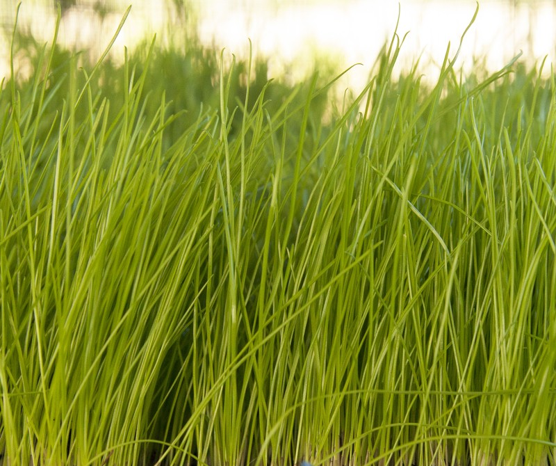 LOLIUM<br /><span>Ryegrass</span>