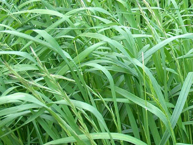 LOLIUM<br /><span>Italian Ryegrass</span>