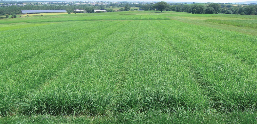 LOLIUM<br /><span>Hybrid Ryegrass</span>