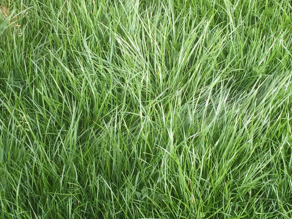 LOLIUM<br /><span>Perennial Ryegrass</span>