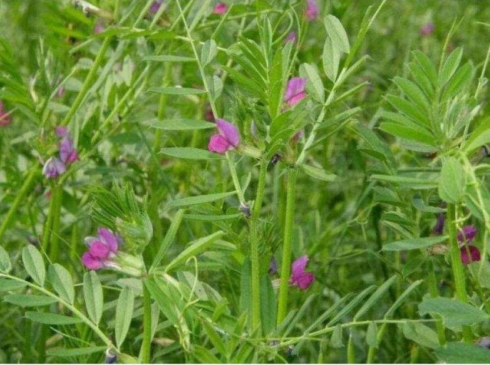 Field pea, vetch