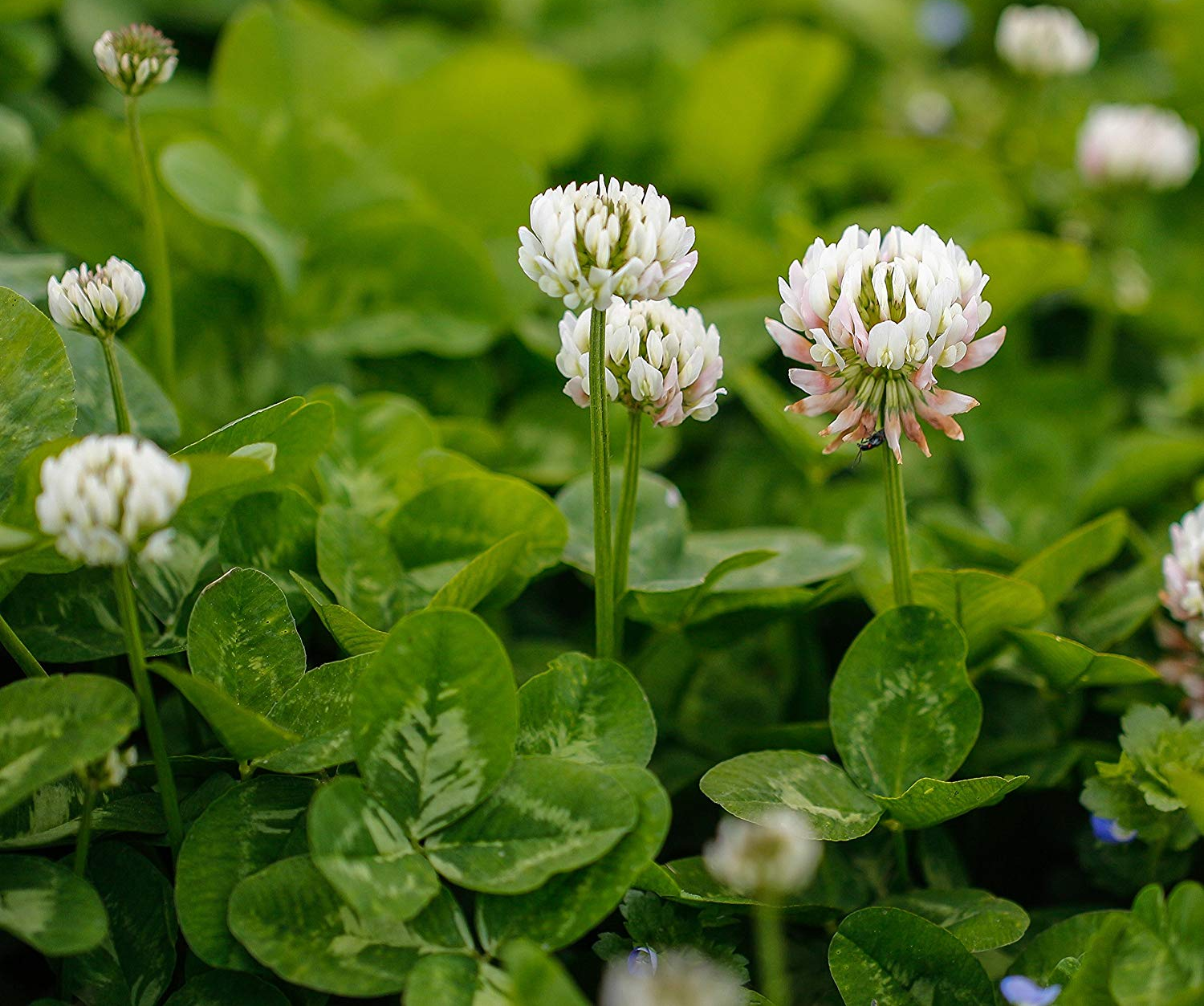Clover 