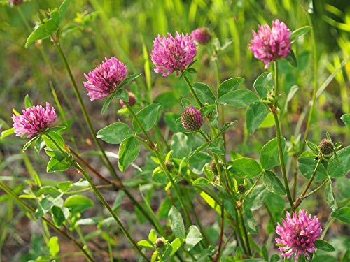 TRIFOLIUM<br /><span>Red Clover</span>