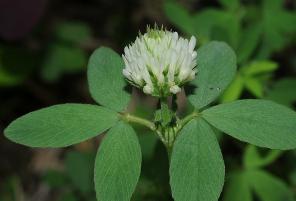 TRIFOLIUM<br /><span>Berseem/Egyptian Clover</span>
