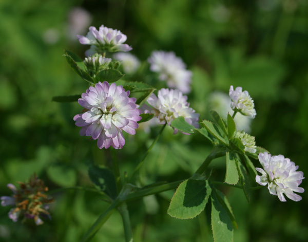 TRIFOLIUM<br /><span>Persian Clover</span>