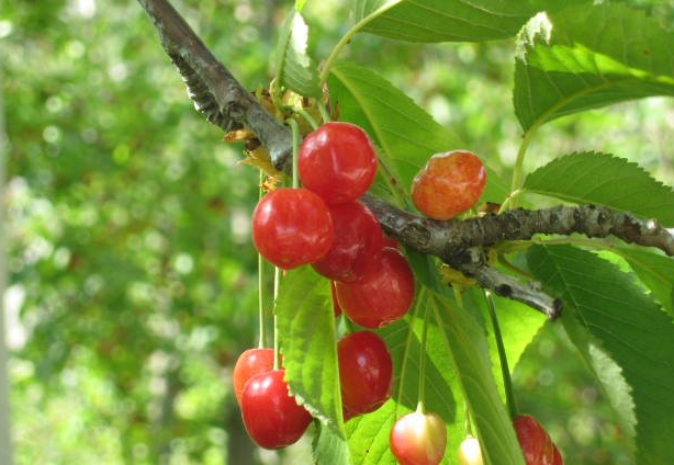 PRUNUS<br /><span>Cireșe Maraschino</span>