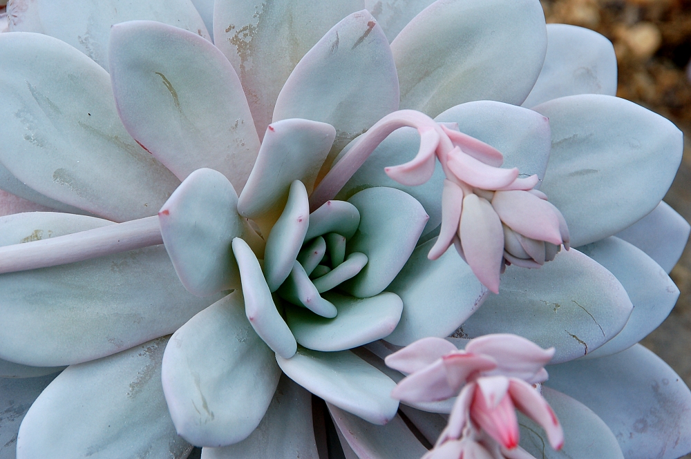 ECHEVERIA