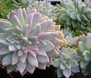 GRAPTOPETALUM