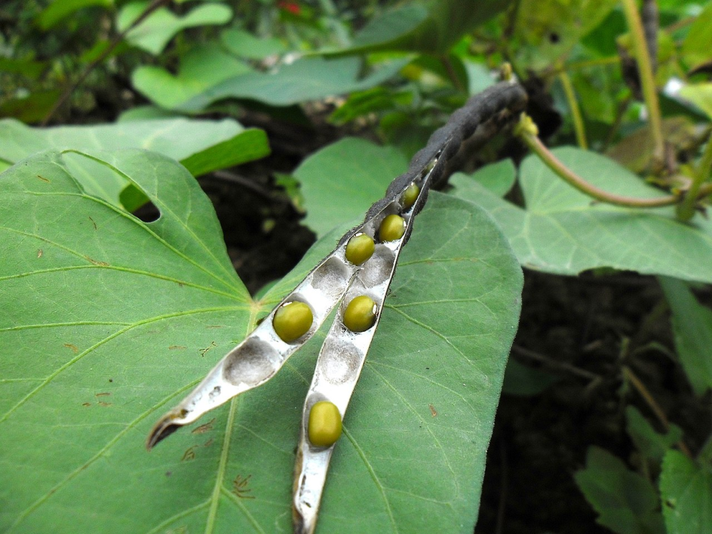 VIGNA<br /><span>Fasole Mung</span>