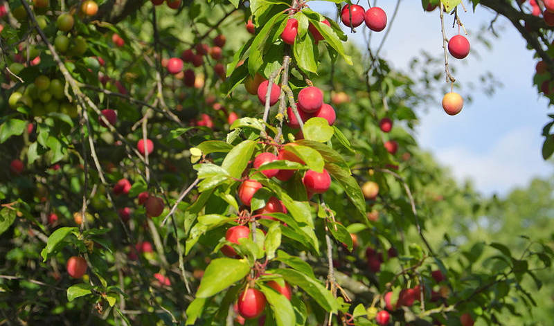 PRUNUS<br /><span>Corcoduș</span>