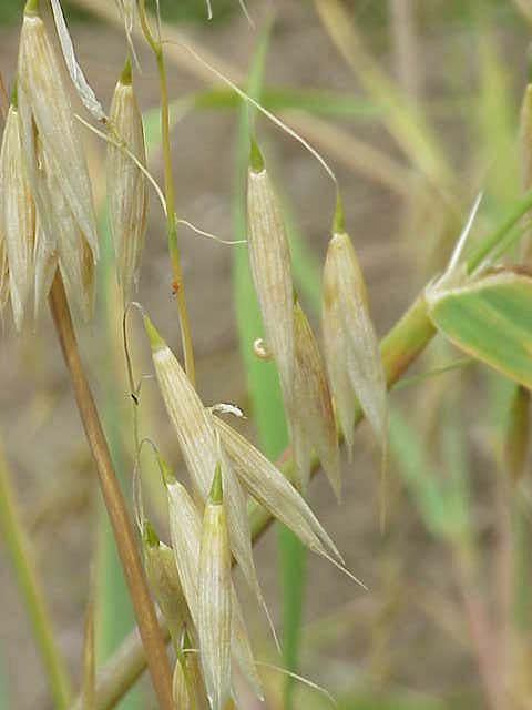 AVENA<br /><span>Ovăz Nud Mic / Ovăz Hulless</span>