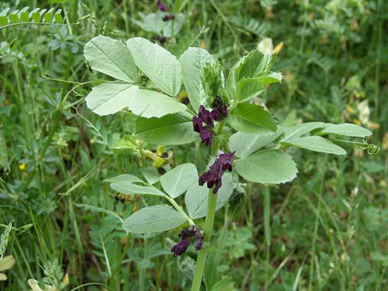 VICIA<br /><span>Narbonne Vetch</span>