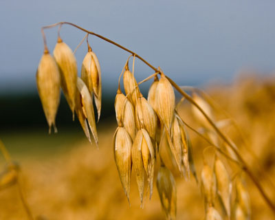 AVENA<br /><span>Ovăz Și Ovăz Roșu</span>