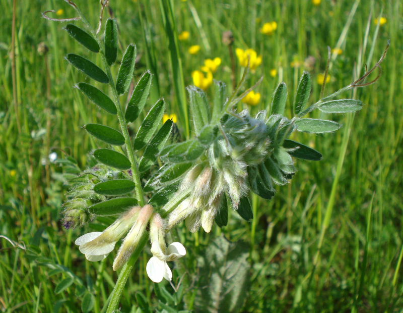 VICIA<br /><span>Hungarian Vetch</span>