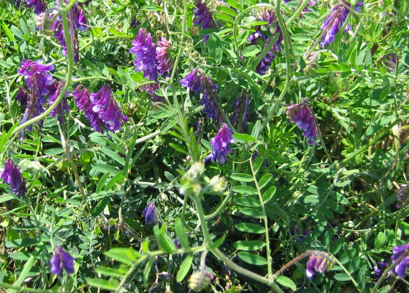 PISUM, VICIA<br /><span>Hairy Vetch</span>