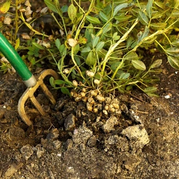 ARACHIS<br /><span>Alune De Pământ</span>