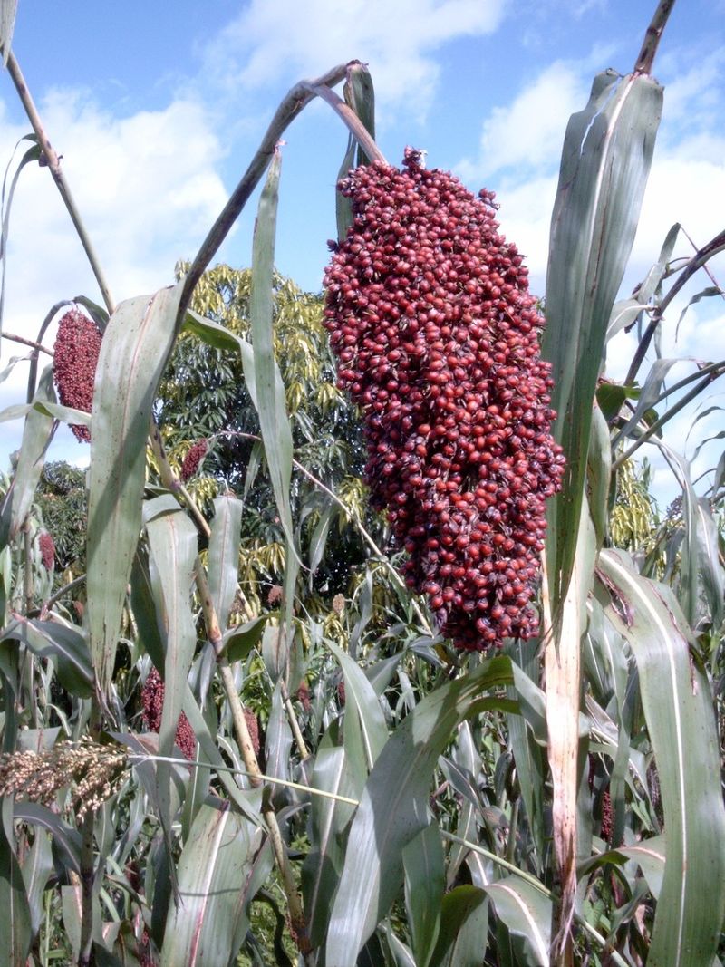 SORGHUM<br /><span>Sorg</span>