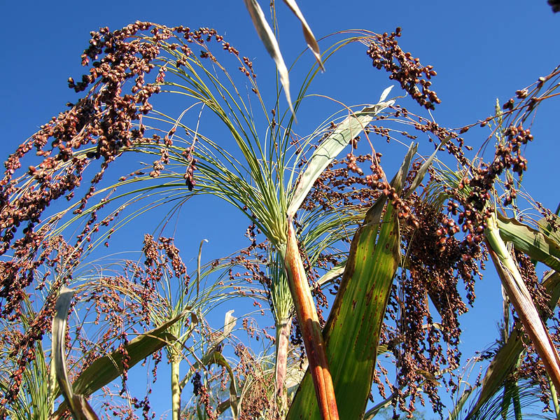 SORGHUM<br /><span>Iarbă De Sudan Din Rhodesia</span>