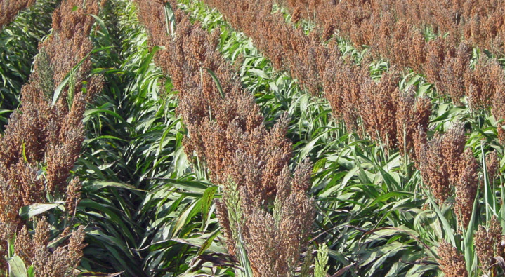 SORGHUM<br /><span>Hibrizi S.bicolor X S.sudanense</span>