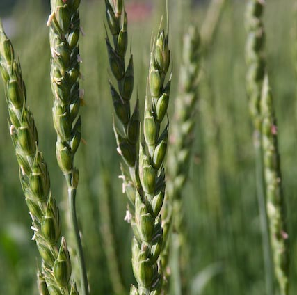 TRITICUM<br /><span>Alac</span>