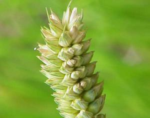 TRITICUM<br /><span>Grâu Compact</span>