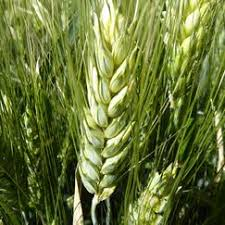 TRITICUM<br /><span>Grâu Dur</span>