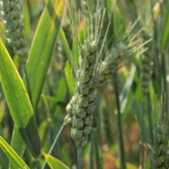 TRITICUM<br /><span>Grâu Scund Indian</span>