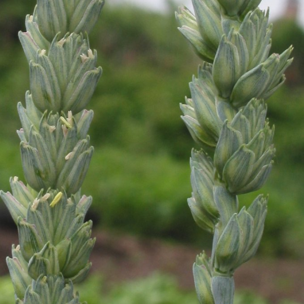 HORDEUM, TRITICUM<br /><span>Grâu Comun</span>