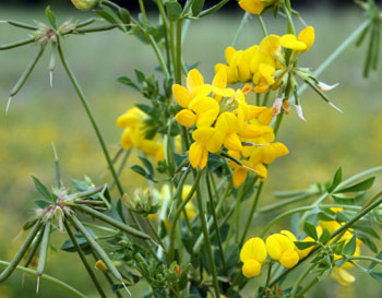 LOTUS<br /><span>Birdsfoot Trefoi</span>
