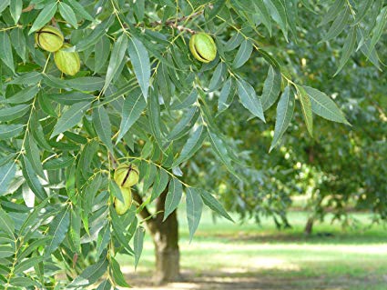 CARYA, PISTACIA<br /><span>Nuc Pecan</span>