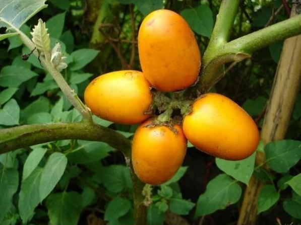SOLANUM<br /><span>Cocona</span>