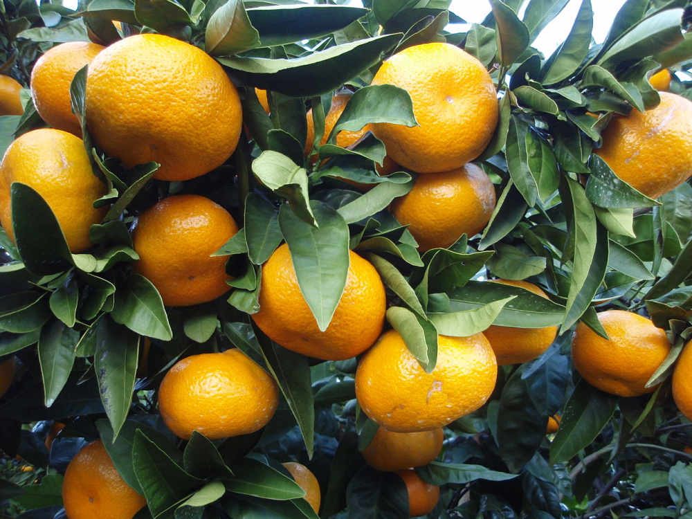 CITRUS<br /><span>Mikan (Mandarin Fără Sâmburi)</span>