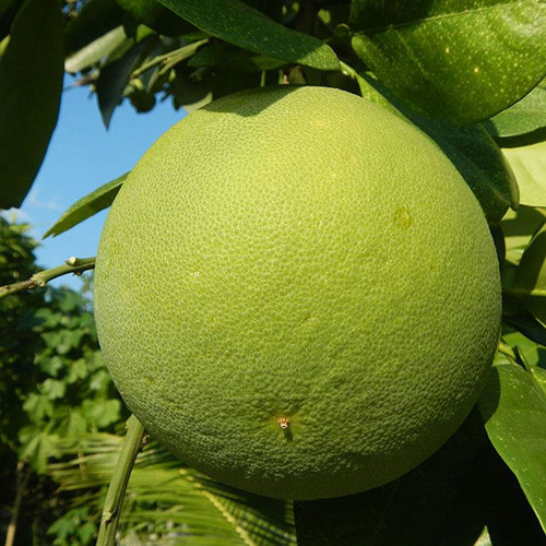 CITRUS<br /><span>Pomelo</span>