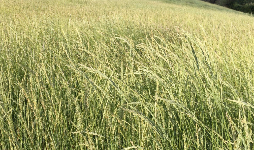 Wheatgrass 