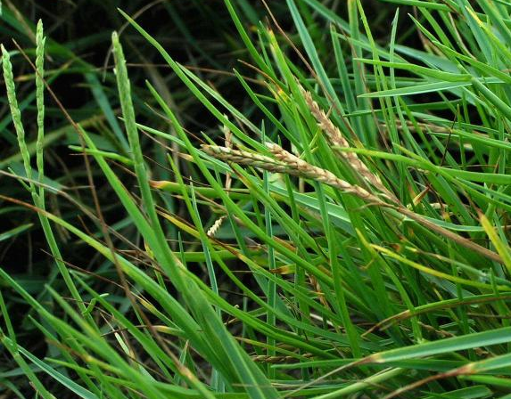 PASPALUM<br /><span>Seashore Paspalum</span>