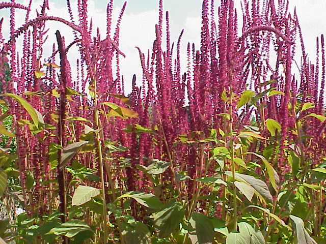 AMARANTHUS<br /><span>Amarant Roșu</span>