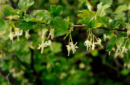 RIBES<br /><span>Coacăz De Zăpadă</span>