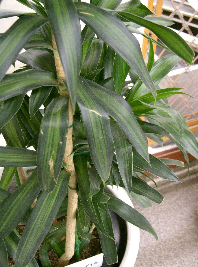 DRACAENA