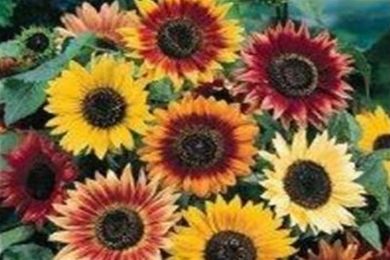 HELIANTHUS<br /><span>Sunflower</span>